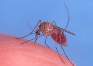 Впервые вольбахии были обнаружены в теле комаров рода Culex. Эти насекомые, питаясь кровью млекопитающих, могут передавать им многие микроорганизмы — но не вольбахию (фото с сайта www.usgs.gov)