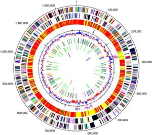Как и у всех бактерий, геном вольбахии состоит из единственной хромосомы — кольцевой молекулы ДНК, отдельные участки которой являются генами микроба (изображение с сайта biology.plosjournals.org)